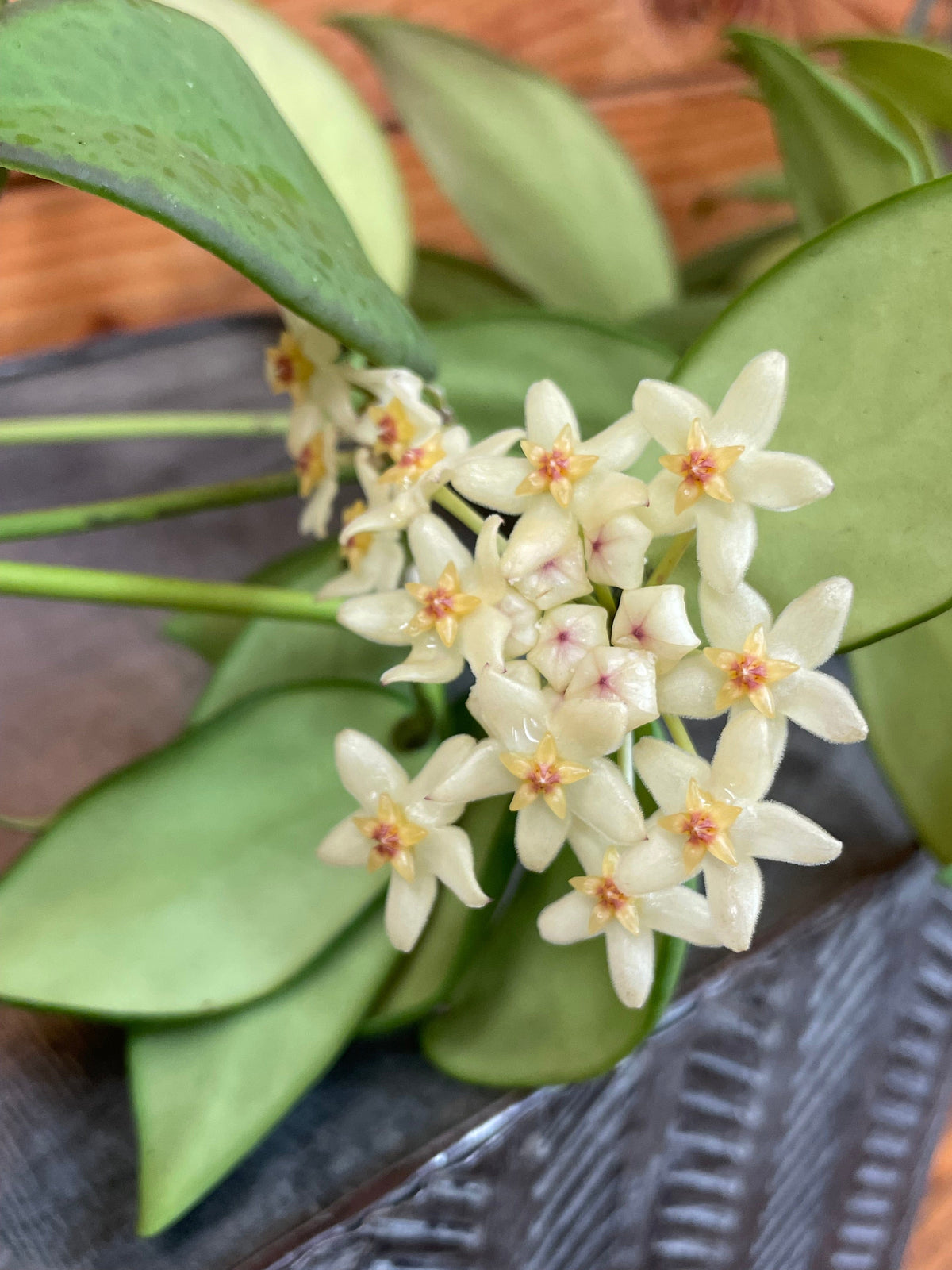 Hoya Minahassae, 2" Plant live plant - additional view 3