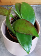 Hoya Minahassae, 2" Plant live plant - additional view 4