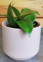 Hoya Minahassae, 2" Plant live plant - additional view 5