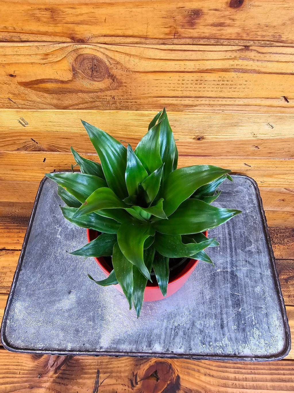 Dracaena Janet Craig Compacta, 4" Plant live plant