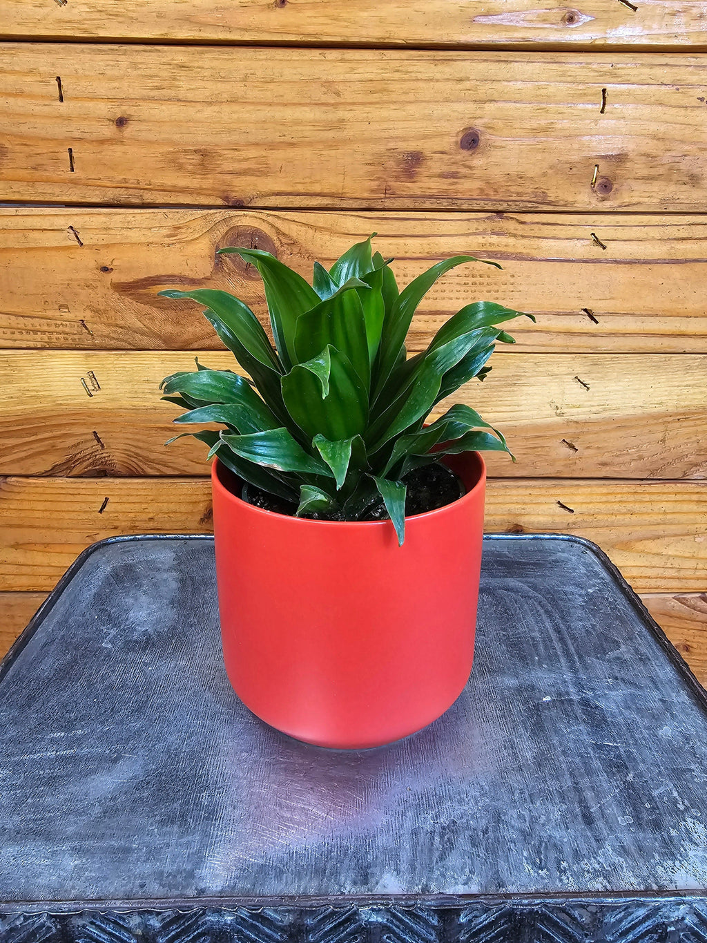 Dracaena Janet Craig Compacta, 4" Plant live plant - additional view 2