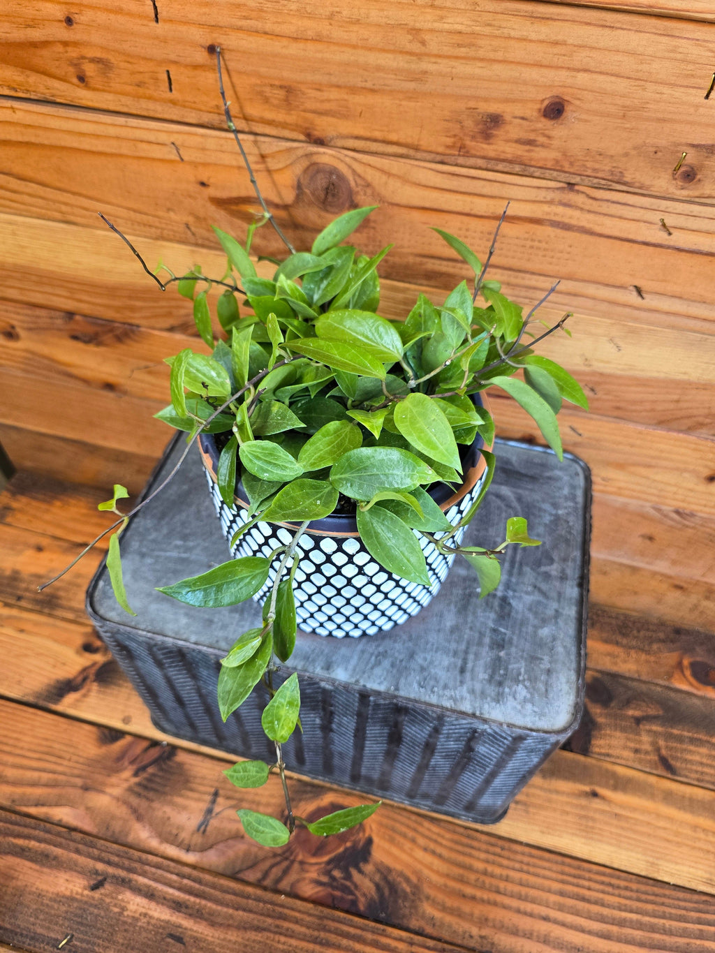 Hoya Limoniaca, 6" Plant live plant