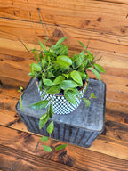 Hoya Limoniaca, 6" Plant live plant