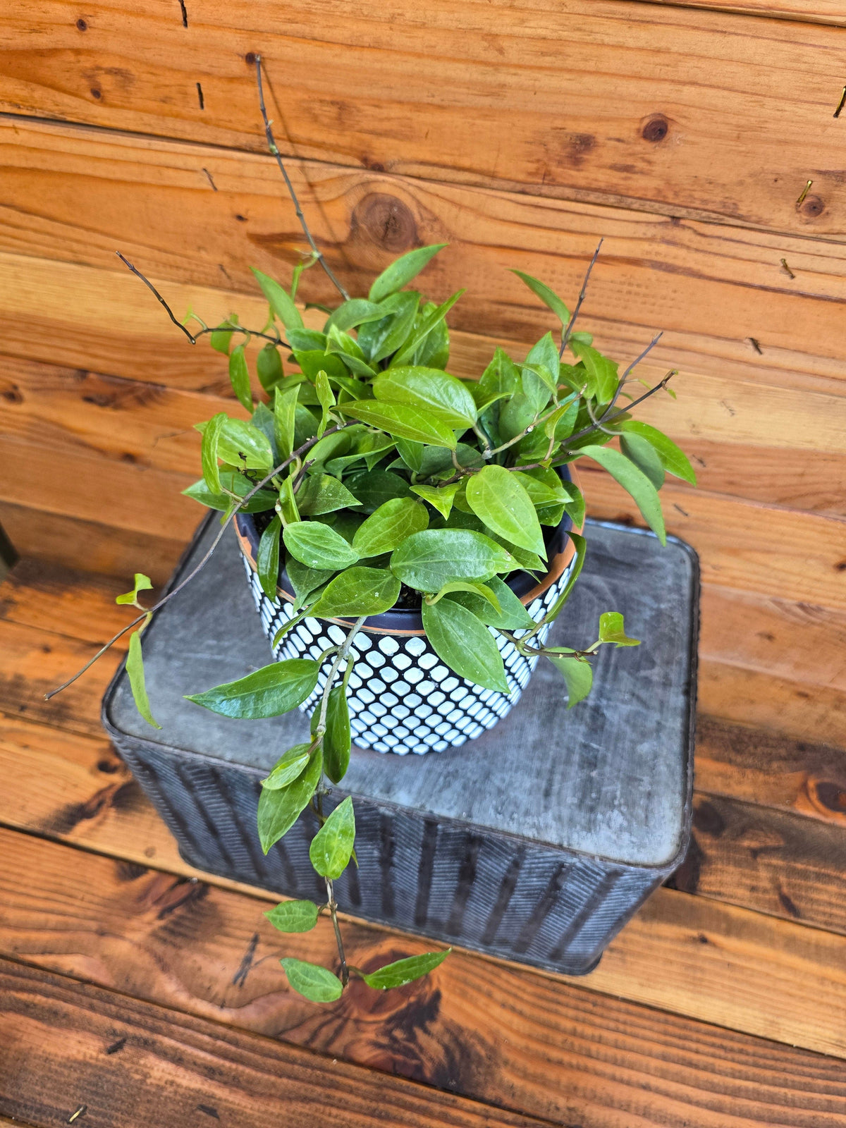 Hoya Limoniaca, 6" Plant live plant