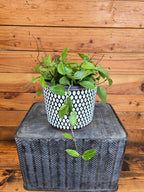 Hoya Limoniaca, 6" Plant live plant - additional view 2