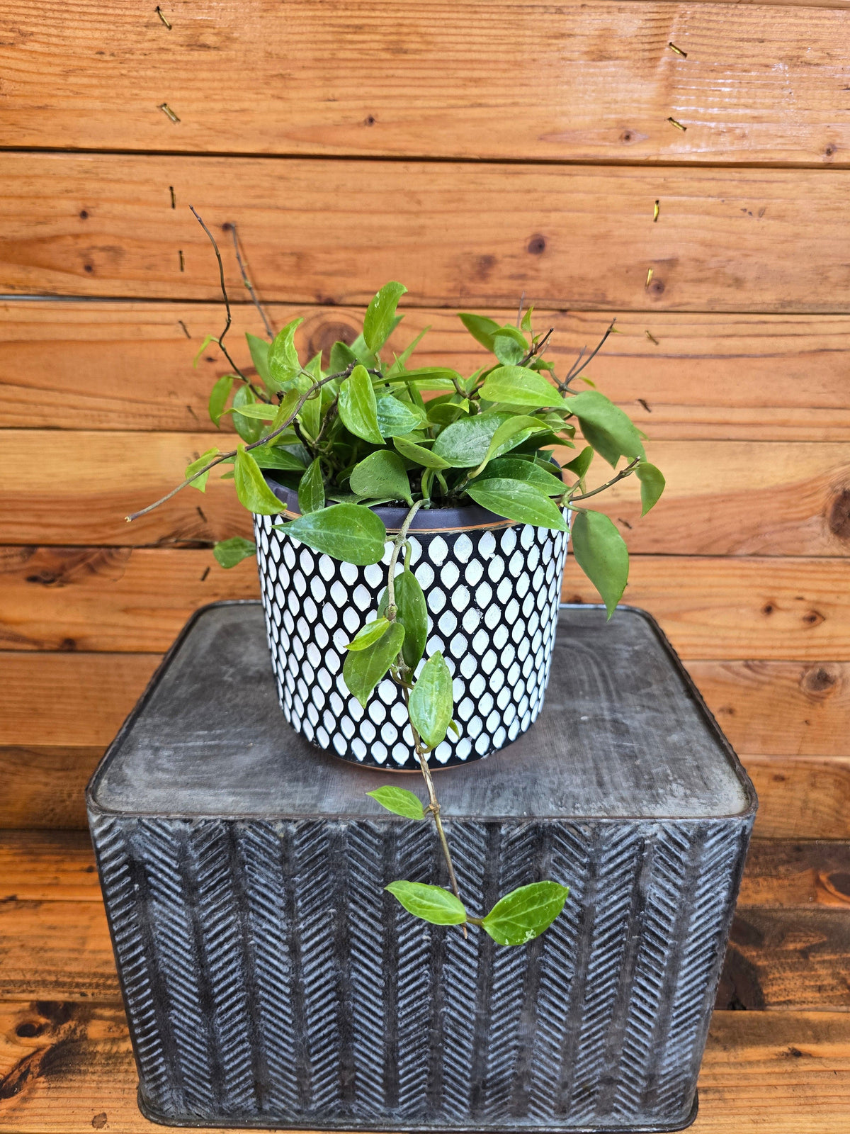 Hoya Limoniaca, 6" Plant live plant - additional view 2