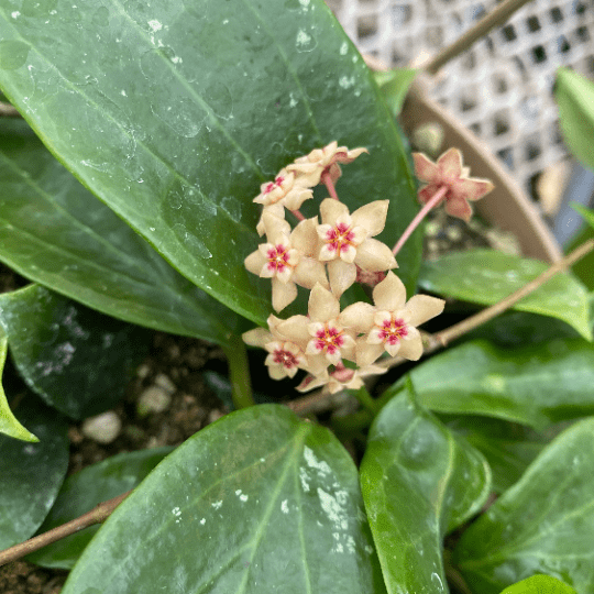Hoya Limoniaca, 6" Plant live plant - additional view 3