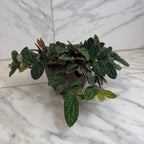 Pellionia Daveauana, 6" Plant live plant
