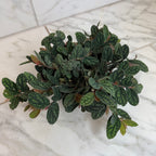 Pellionia Daveauana, 6" Plant live plant - additional view 2