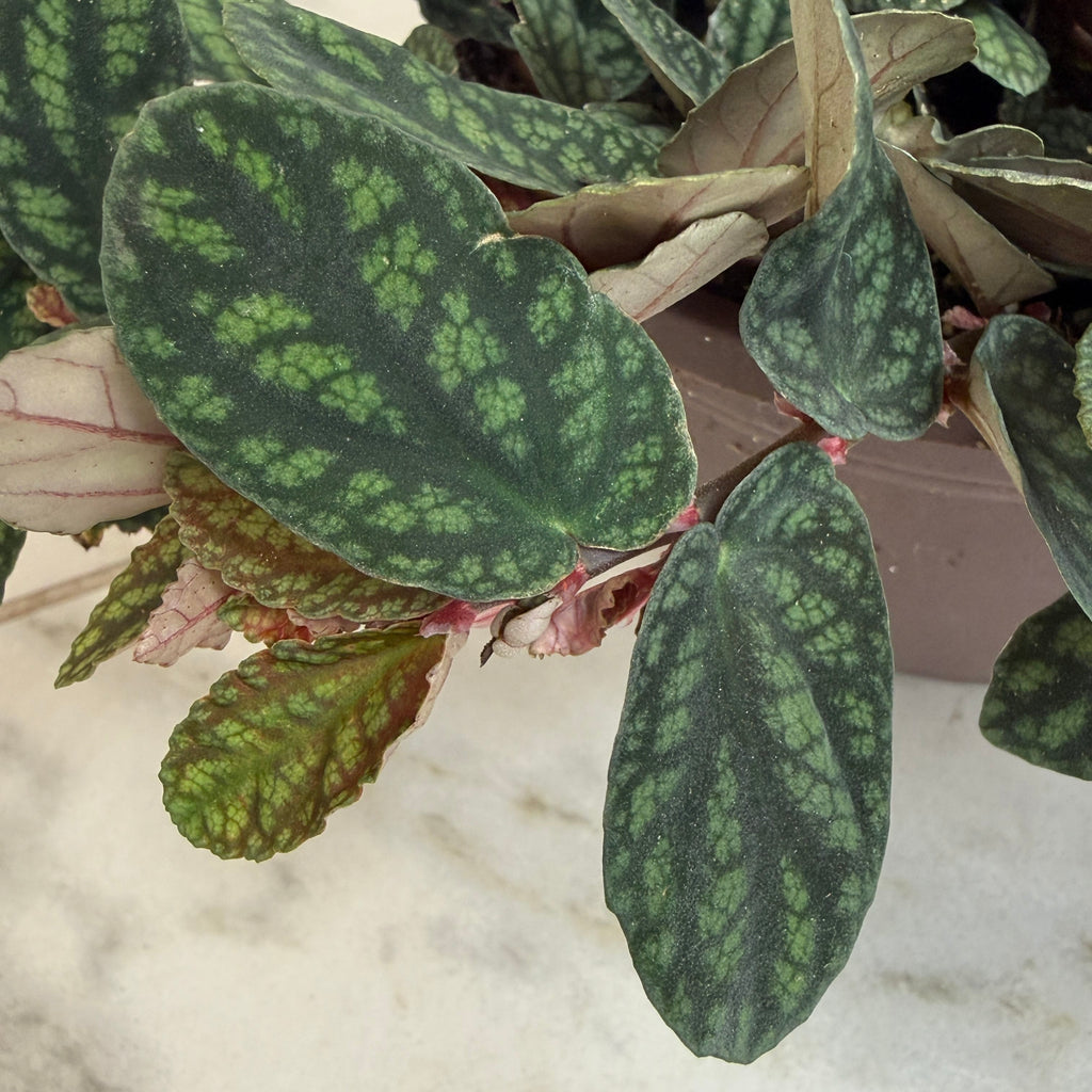 Pellionia Daveauana, 6" Plant live plant - additional view 3