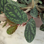 Pellionia Daveauana, 6" Plant live plant - additional view 3