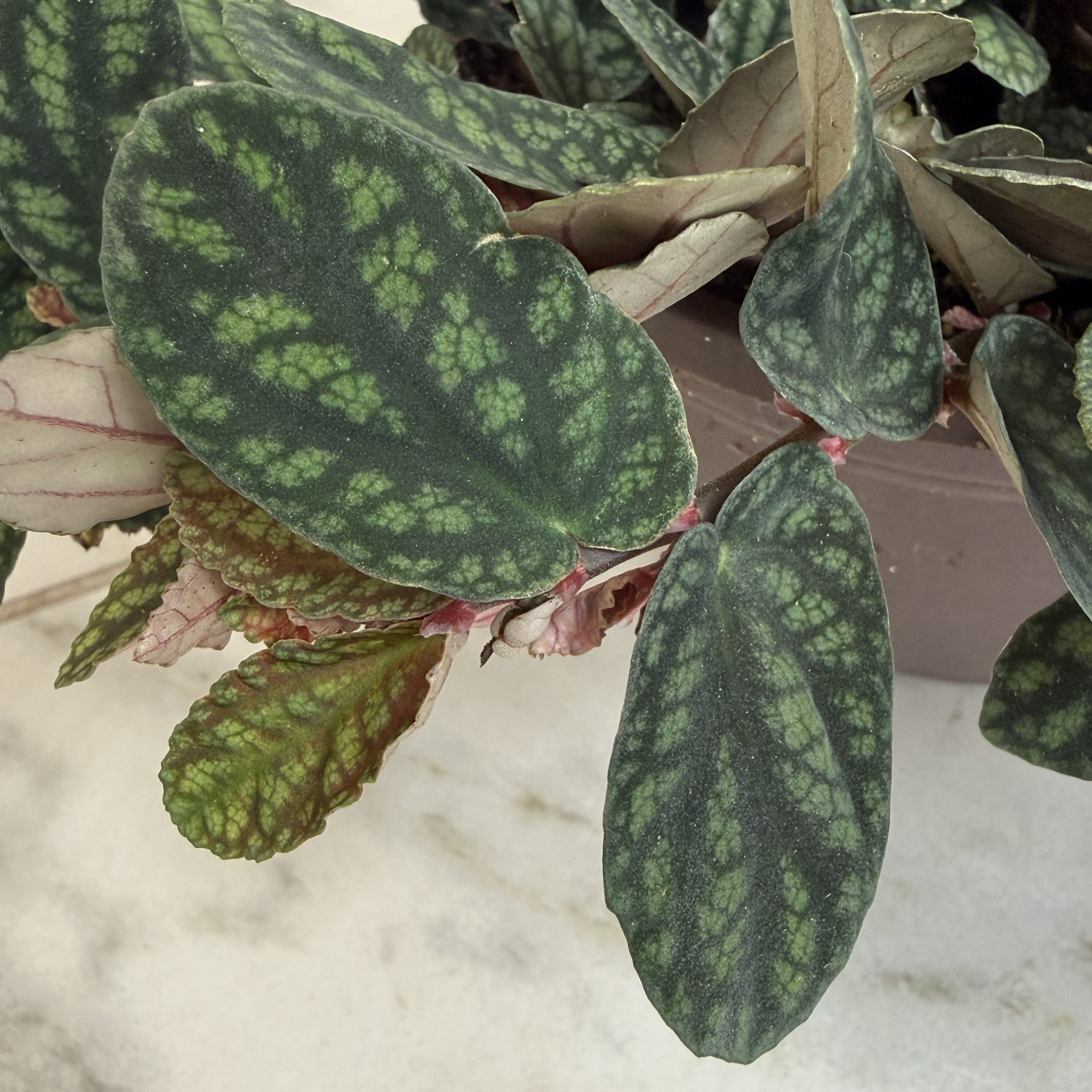 Pellionia Daveauana, 6" Plant live plant - additional view 3