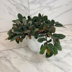 Pellionia Daveauana, 6" Plant live plant - additional view 4