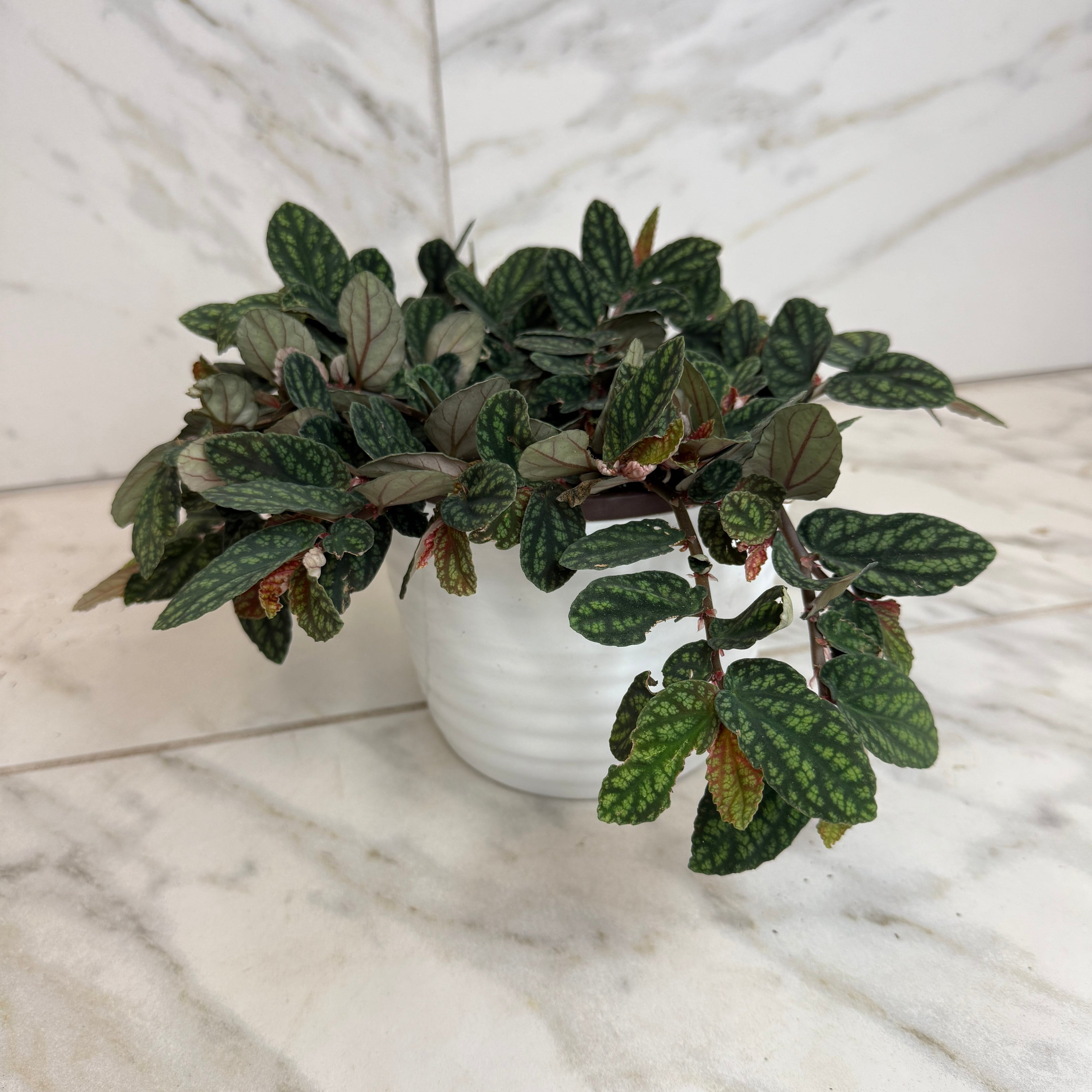 Pellionia Daveauana, 6" Plant live plant - additional view 4