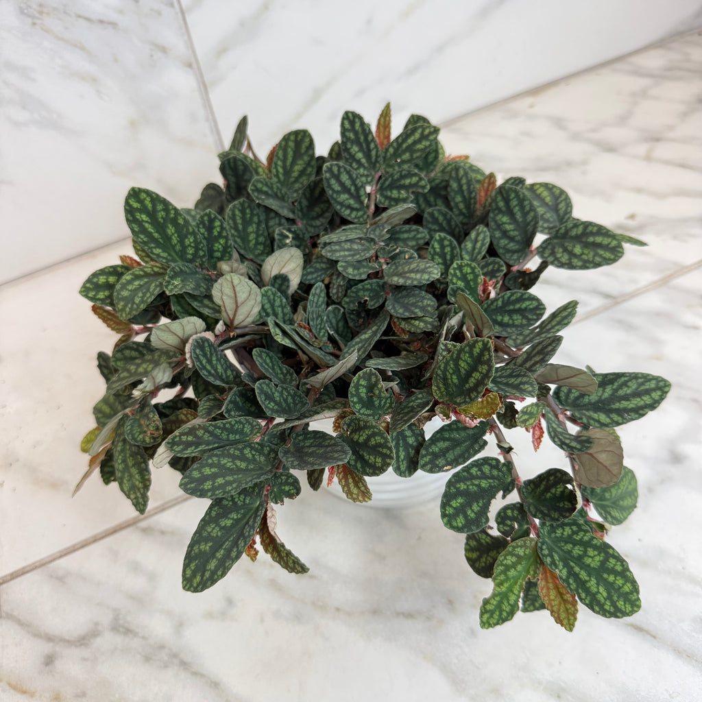 Pellionia Daveauana, 6" Plant live plant - additional view 5
