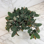 Pellionia Daveauana, 6" Plant live plant - additional view 5