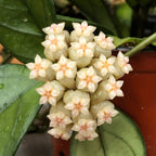 Hoya Hainanensis, 2" Plant live plant