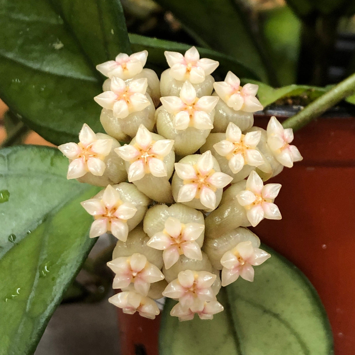Hoya Hainanensis, 2" Plant live plant