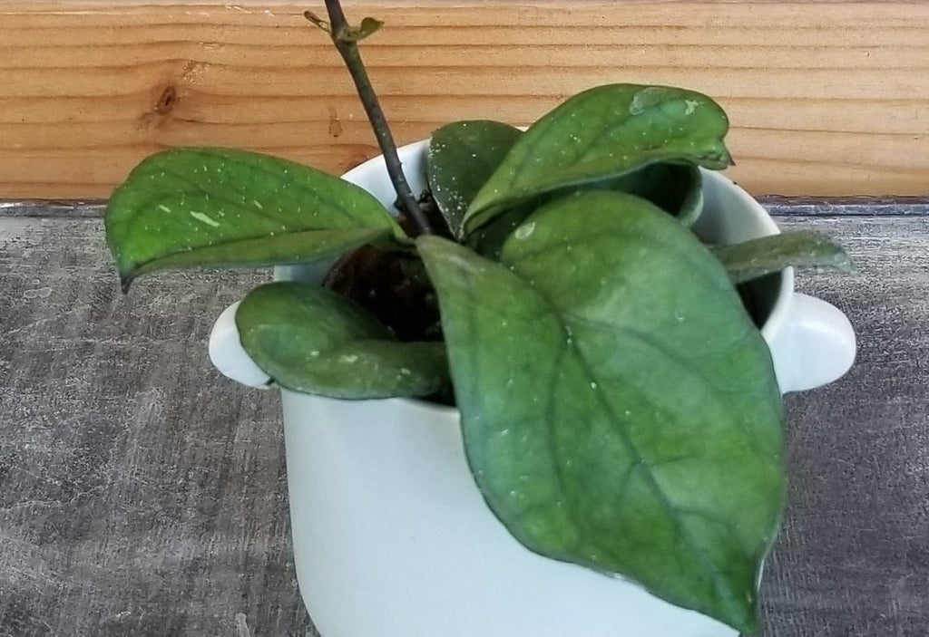 Hoya Hainanensis, 2" Plant live plant - additional view 2