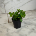 Peperomia Jitterbug, 2" Plant live plant