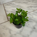Peperomia Jitterbug, 2" Plant live plant - additional view 2
