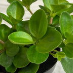 Peperomia Jitterbug, 2" Plant live plant - additional view 3