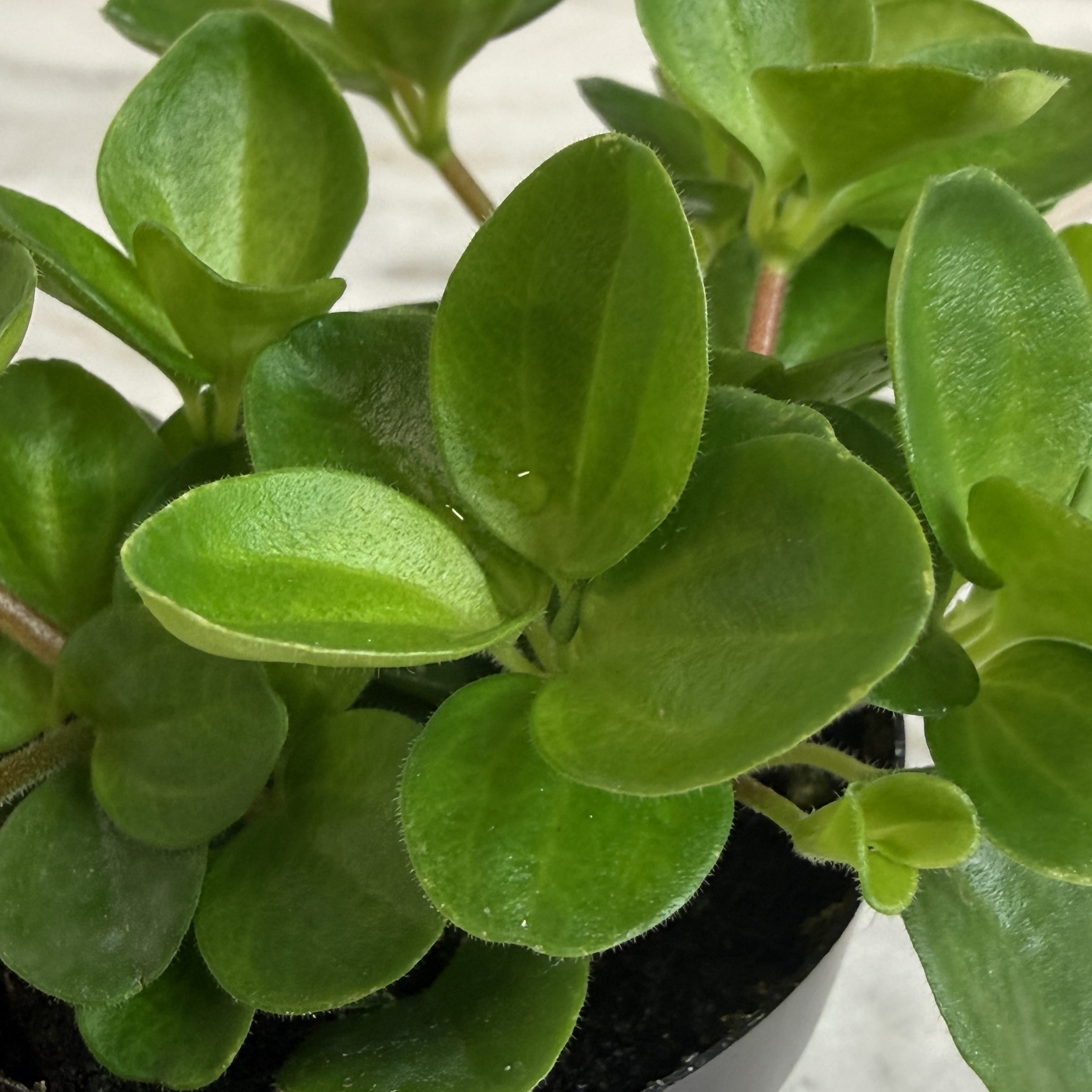 Peperomia Jitterbug, 2" Plant live plant - additional view 3