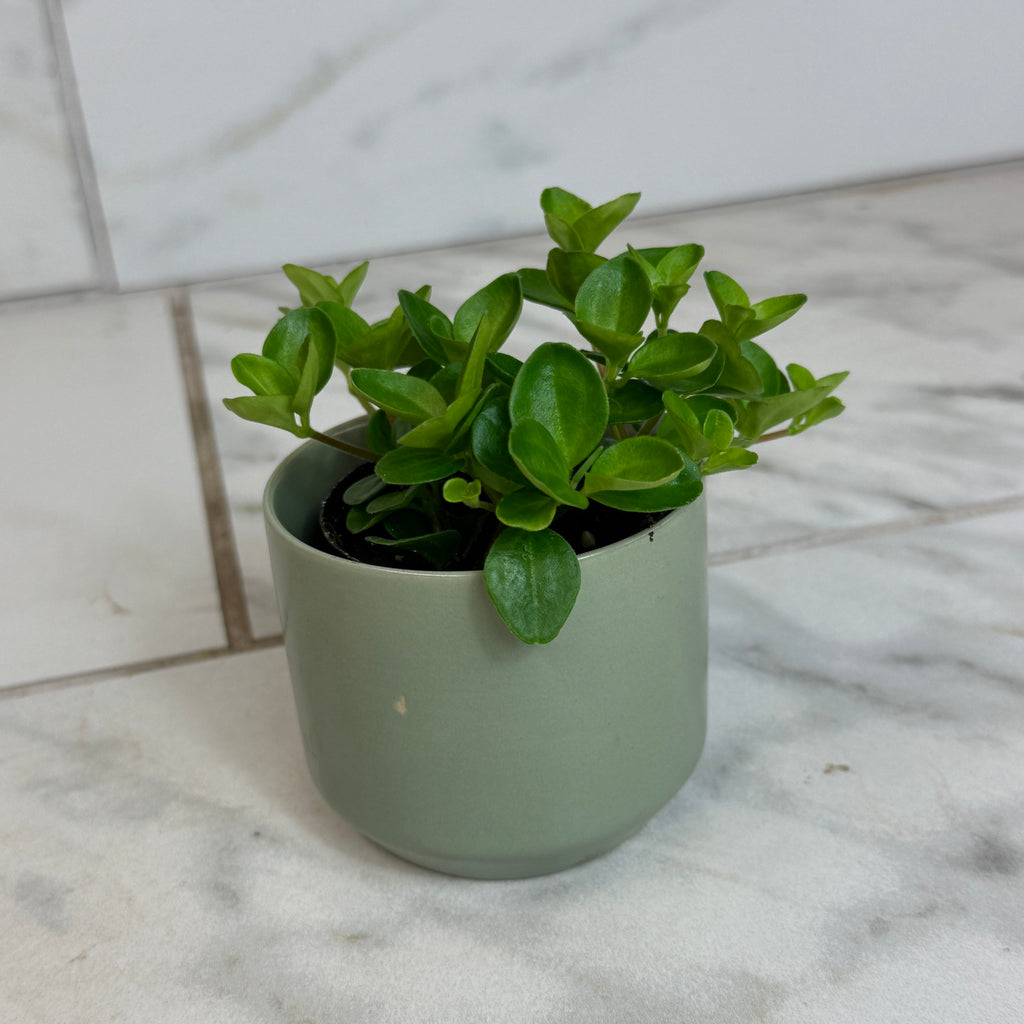 Peperomia Jitterbug, 2" Plant live plant - additional view 4
