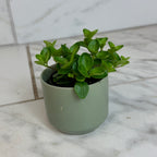 Peperomia Jitterbug, 2" Plant live plant - additional view 4