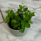 Peperomia Jitterbug, 2" Plant live plant - additional view 5