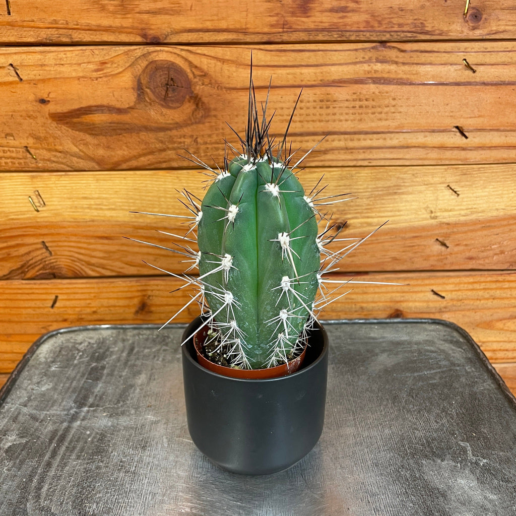 Pachycereus Pringlei, 2" Plant live plant