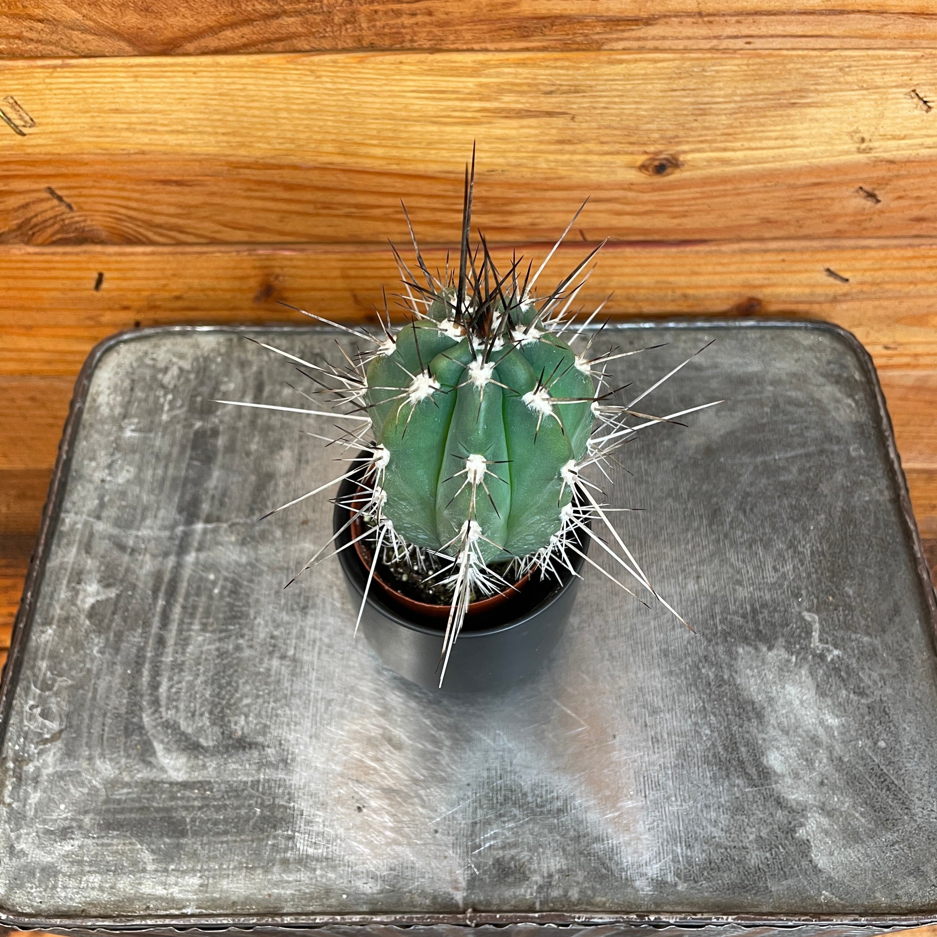 Pachycereus Pringlei, 2" Plant live plant - additional view 2