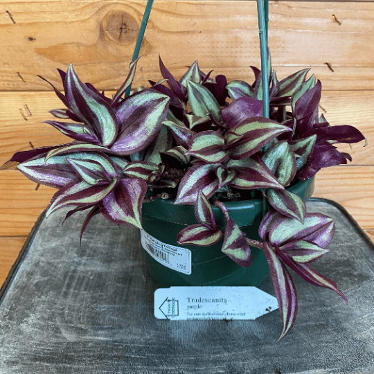 Tradescantia Zebrina Purple, 6" Plant live plant