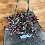 Tradescantia Zebrina Purple, 6" Plant live plant - additional view 2