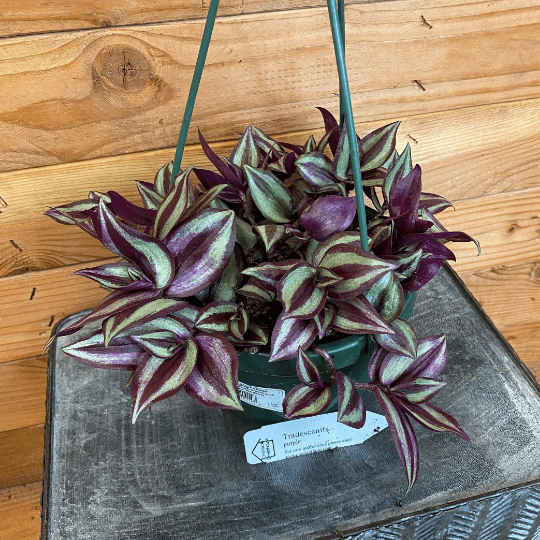 Tradescantia Zebrina Purple, 6" Plant live plant - additional view 2