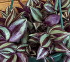 Tradescantia Zebrina Purple, 6" Plant live plant - additional view 3