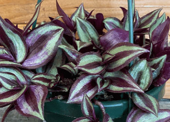 Tradescantia Zebrina Purple, 6" Plant live plant - additional view 4