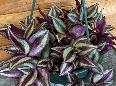 Tradescantia Zebrina Purple, 6" Plant live plant - additional view 5