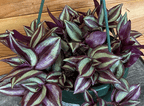 Tradescantia Zebrina Purple, 6" Plant live plant - additional view 5