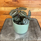 Pilea Norfolk, 4" Plant live plant