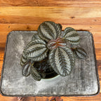 Pilea Norfolk, 4" Plant live plant - additional view 2