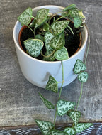 Ceropegia Woodii String of Arrows, 2" Plant live plant - additional view 2
