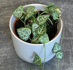 Ceropegia Woodii String of Arrows, 2" Plant live plant - additional view 3