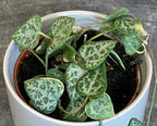 Ceropegia Woodii String of Arrows, 2" Plant live plant - additional view 4