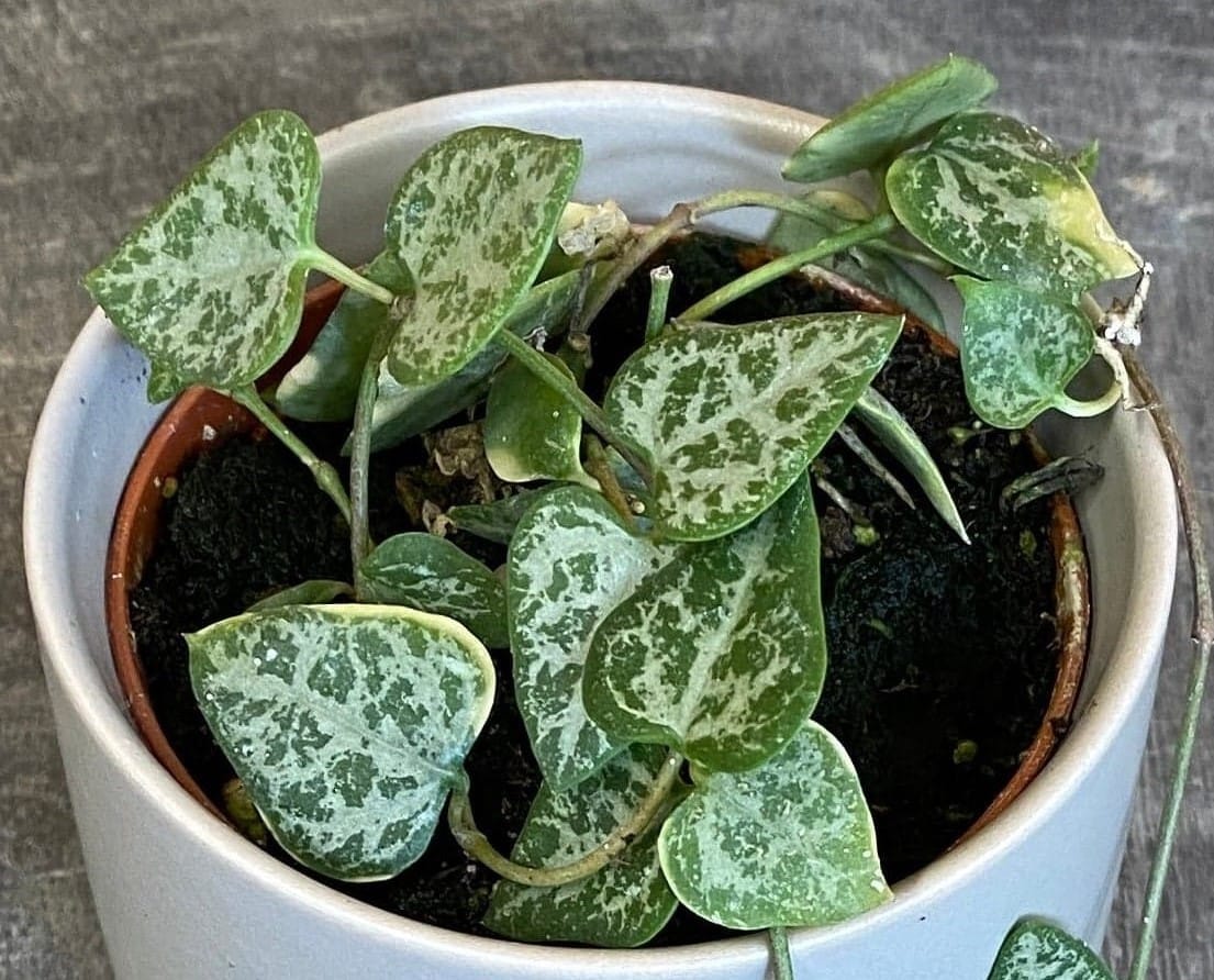 Ceropegia Woodii String of Arrows, 2" Plant live plant - additional view 4