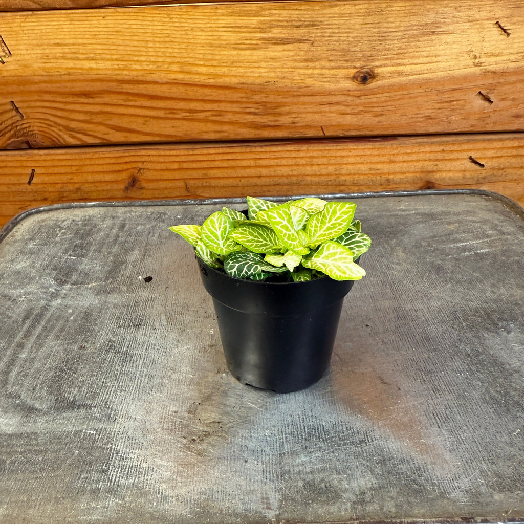 Fittonia Joly Lemon, 2" Plant live plant