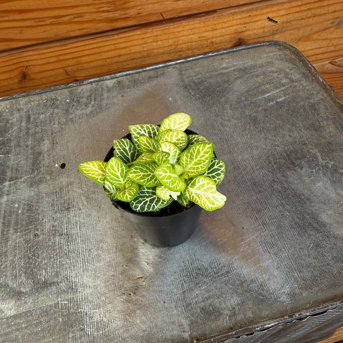 Fittonia Joly Lemon, 2" Plant live plant - additional view 2
