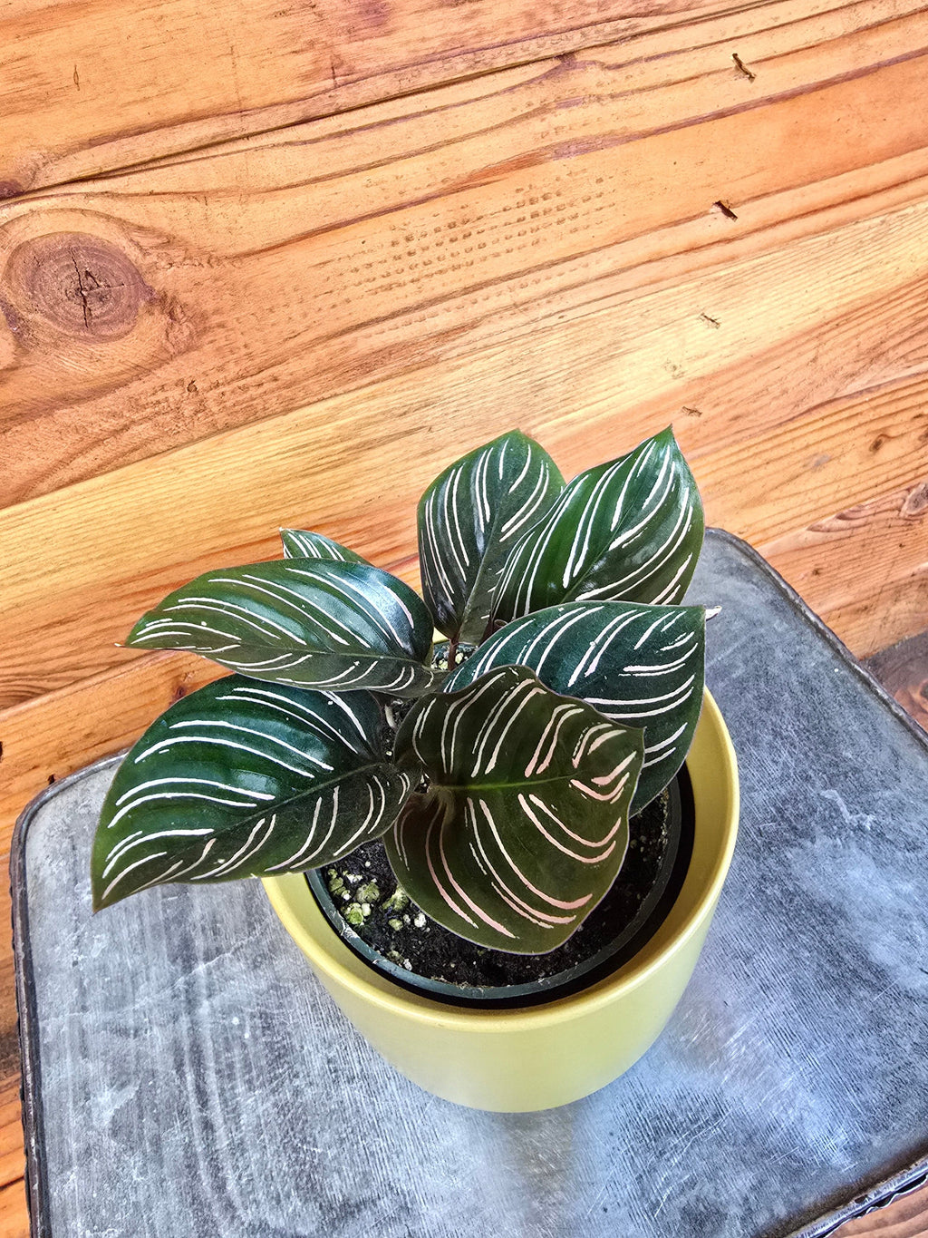 Calathea Ornata Pinstripe, 4" Plant live plant