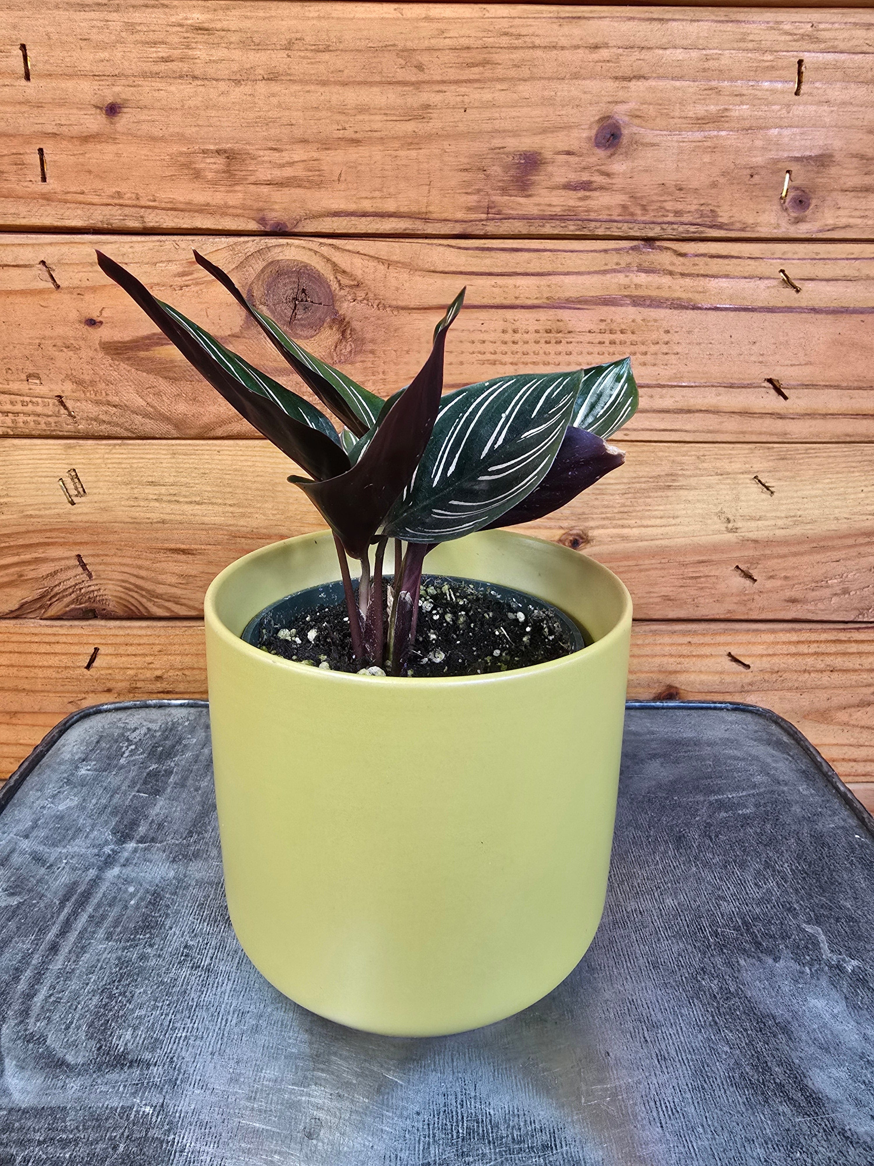 Calathea Ornata Pinstripe, 4" Plant live plant - additional view 2
