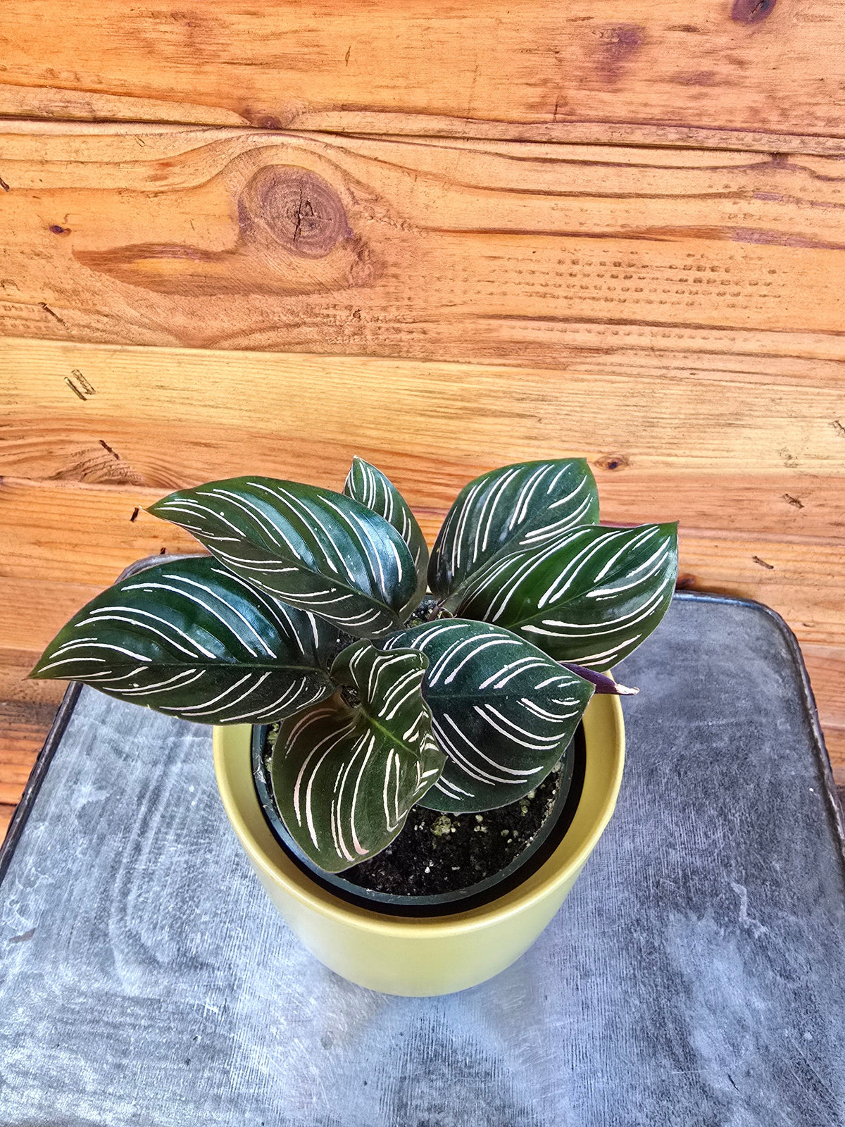 Calathea Ornata Pinstripe, 4" Plant live plant - additional view 3